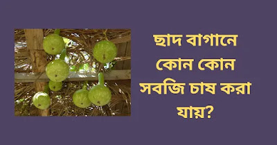 ছাদ বাগানে কোন কোন সবজি চাষ করা যায়?