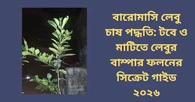 বারোমাসি লেবু চাষ পদ্ধতি