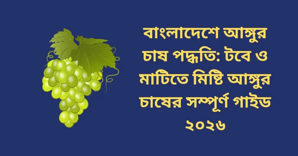বাংলাদেশে আঙ্গুর চাষ পদ্ধতি